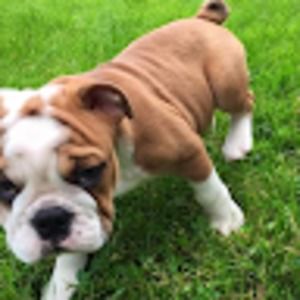 Meet your Posher, Shelby